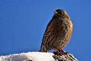 ALBEN-CIMA CROCE da Cornalba il 18 gennaio 2019- FOTOGALLERY